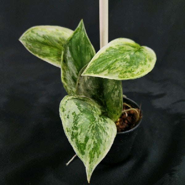 Scindapsus Silver Night King