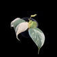 Philodendron Micans variegated