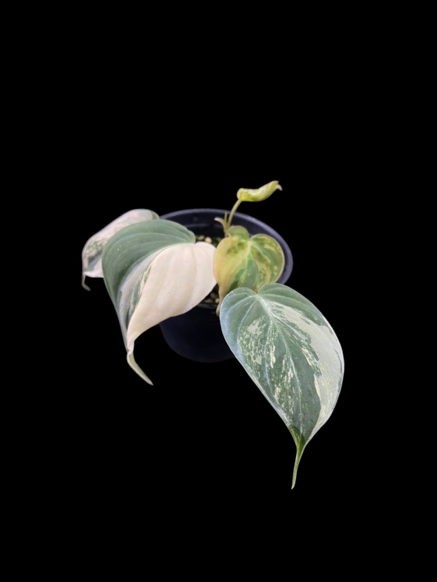 Philodendron Micans variegated