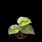 Scindapsus Marble Queen