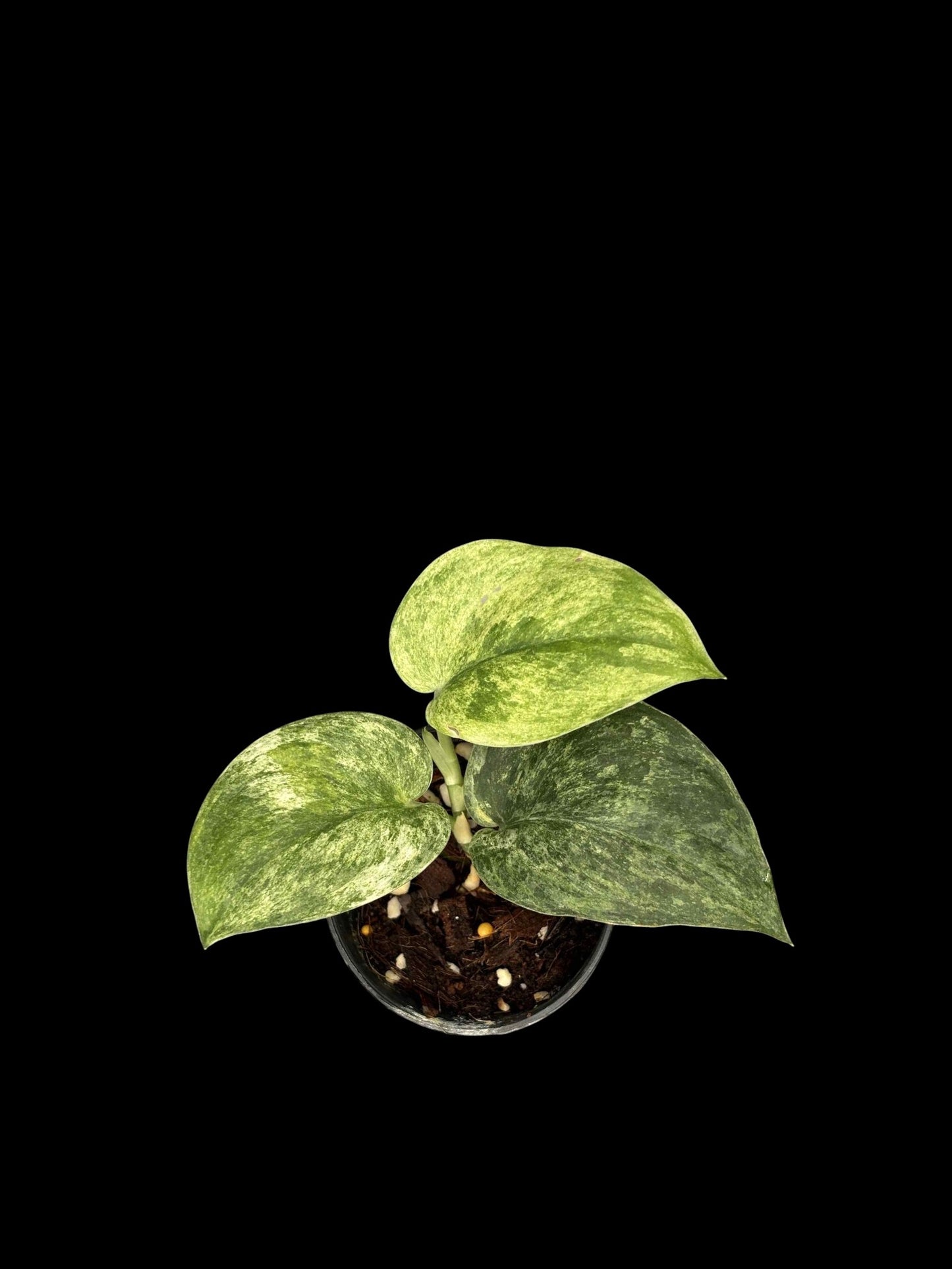Scindapsus Marble Queen