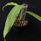 Monstera obliqua Tiwinza Narrow