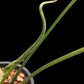 Philodendron Golden Dragon Narrow Form
