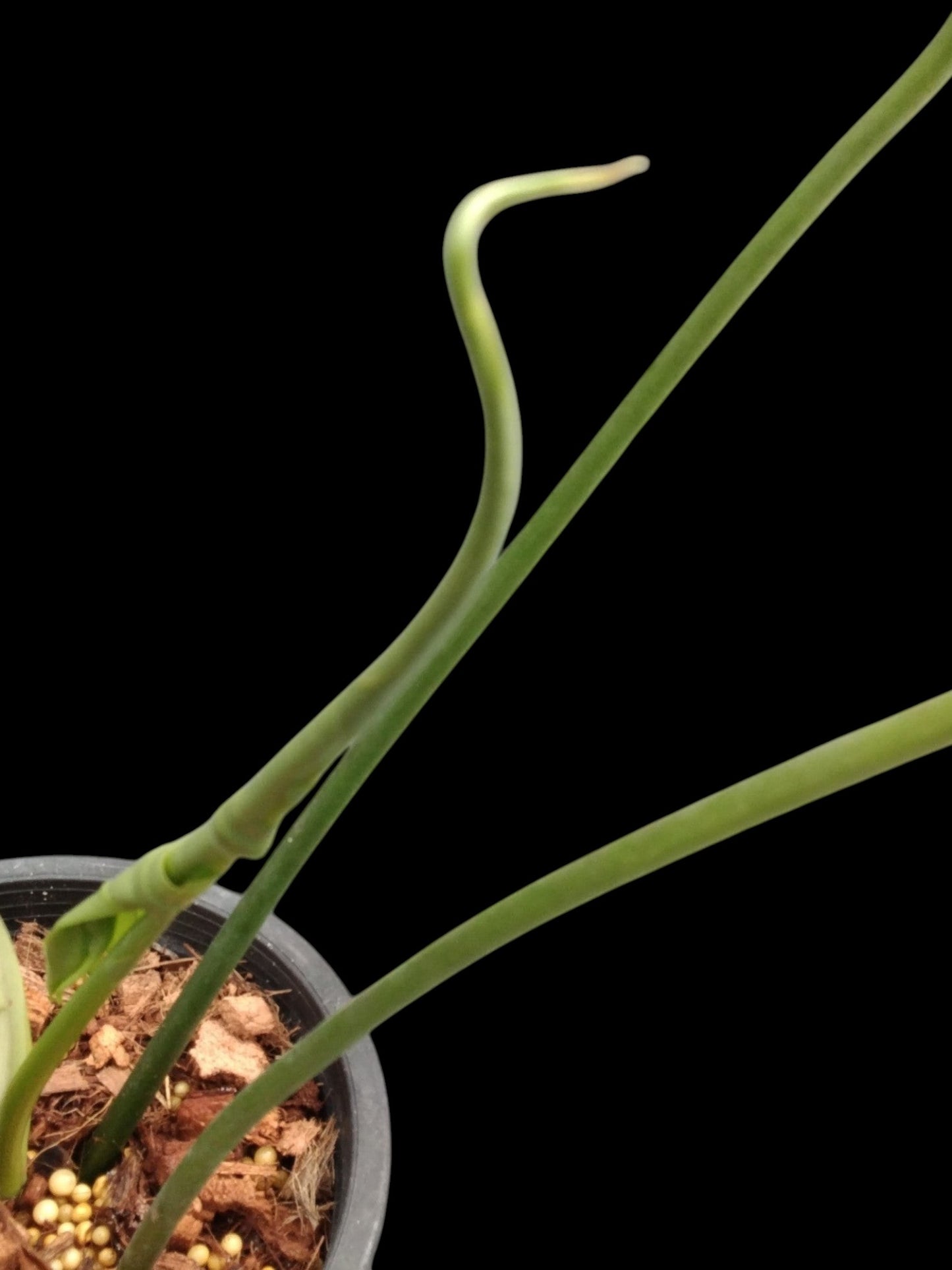 Philodendron Golden Dragon Narrow Form