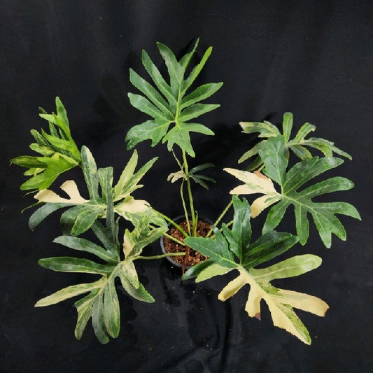 Philodendron williamsii hybrid variegated