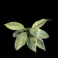 Philodendron hastatum variegated