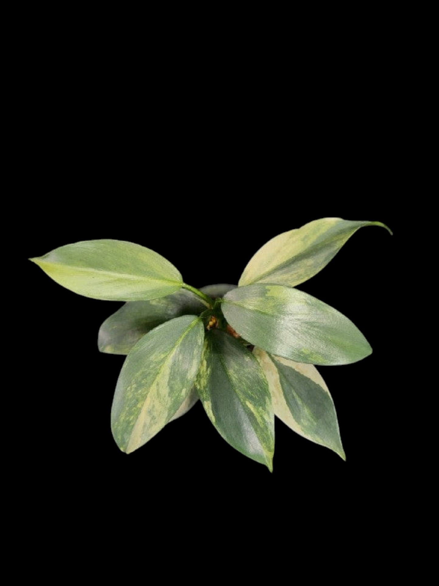 Philodendron hastatum variegated