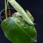 Monstera deliciosa aurea