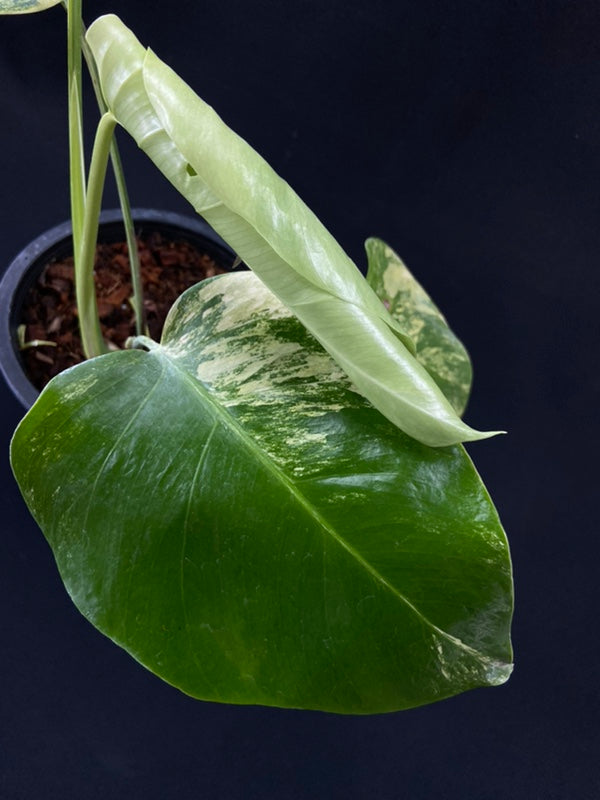 Monstera deliciosa aurea