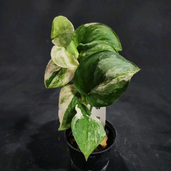 Scindapsus Marble Queen