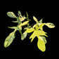 Philodendron Florida Beauty