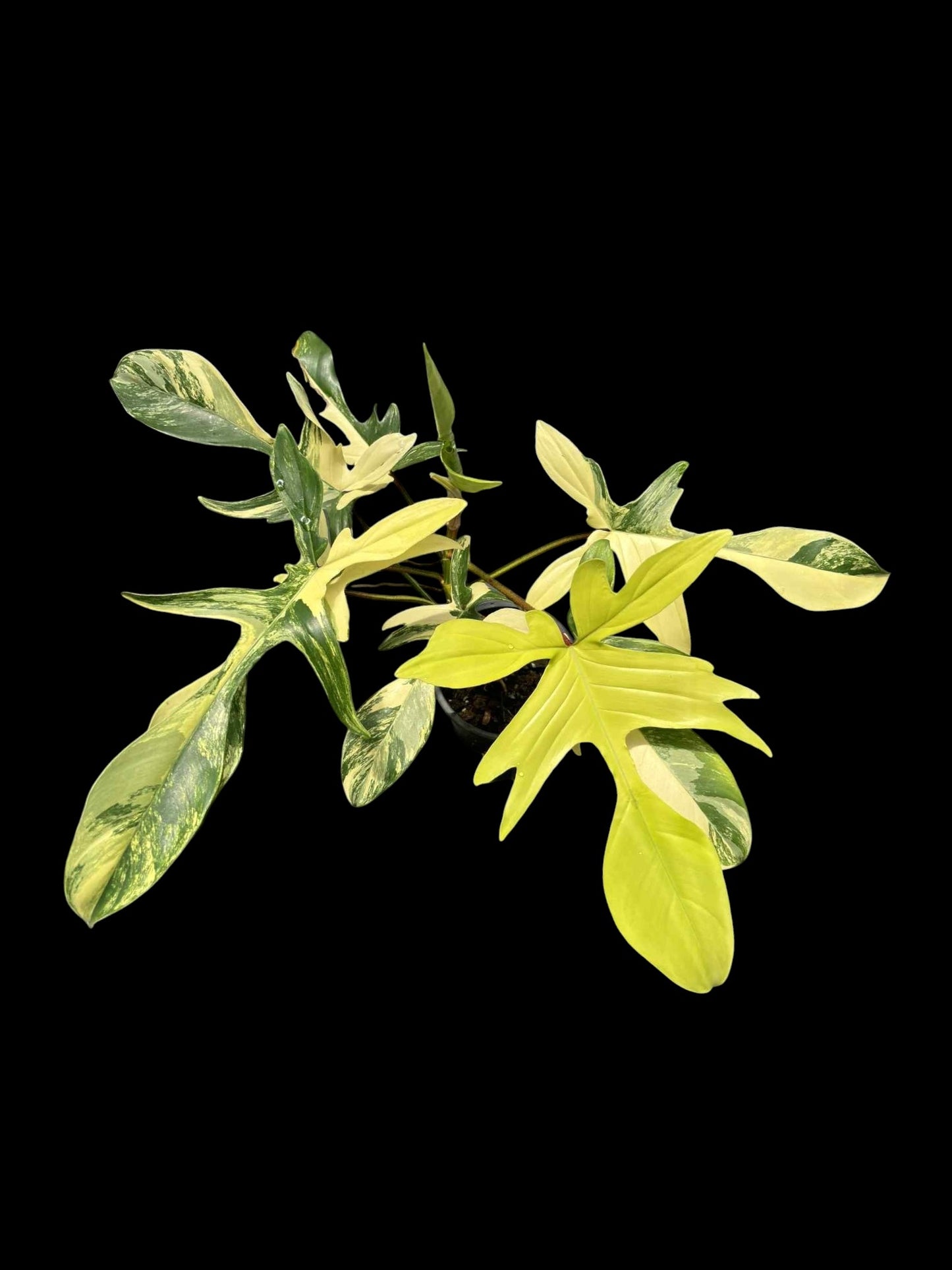 Philodendron Florida Beauty