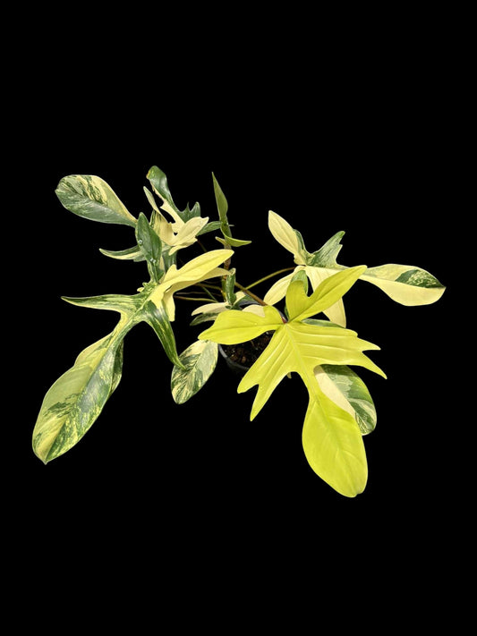 Philodendron Florida Beauty