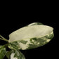 Monstera lechleriana variegated