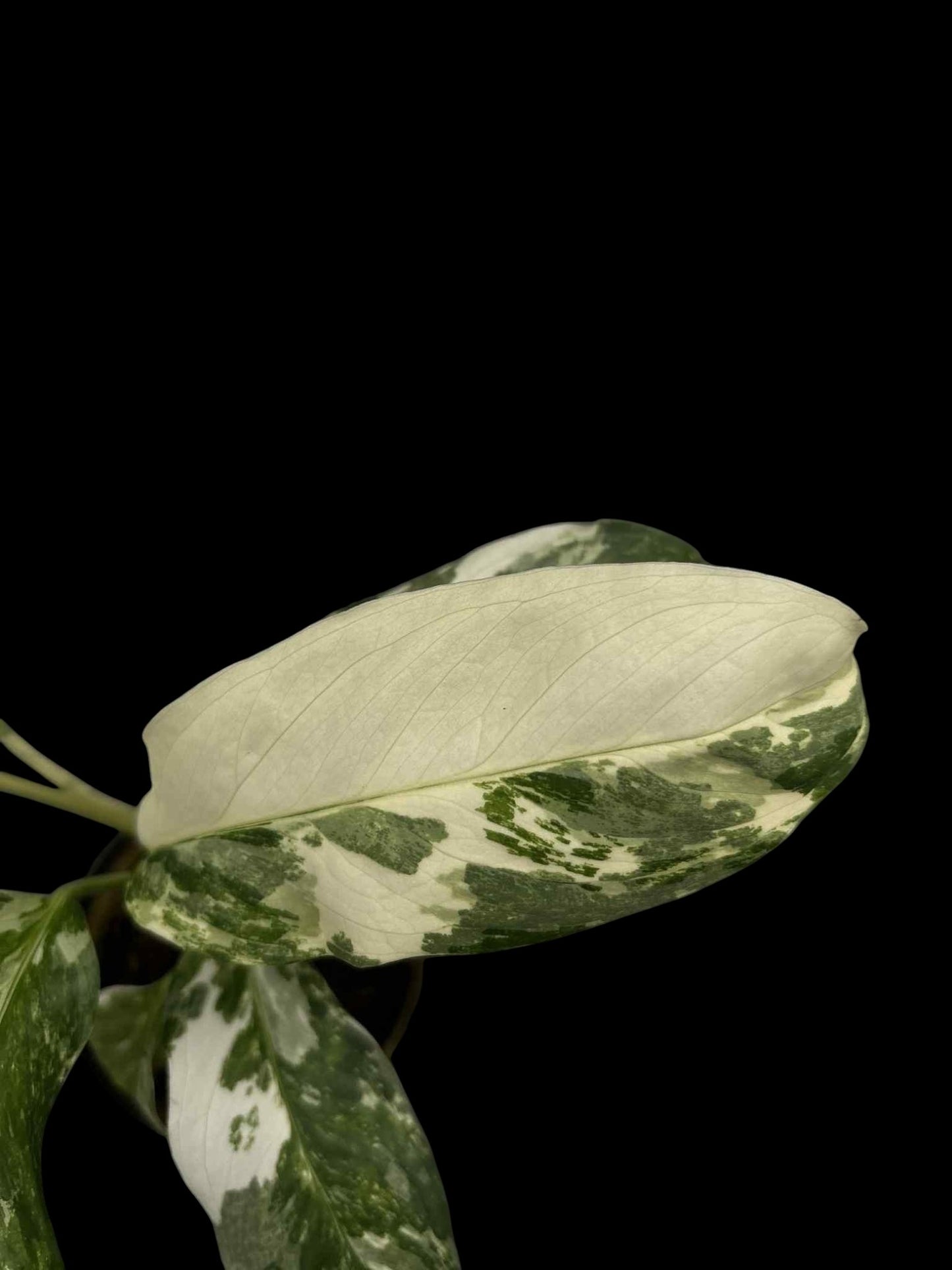 Monstera lechleriana variegated