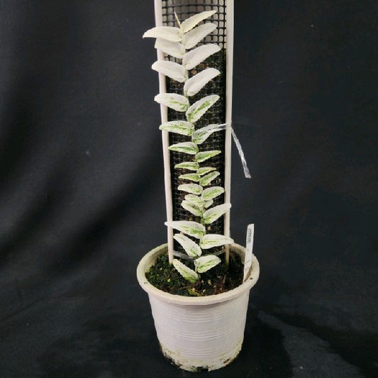 Rhaphidophora tenuis variegated