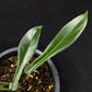 Philodendron joepii