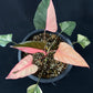 Homalomena rubescens Pink Diamond