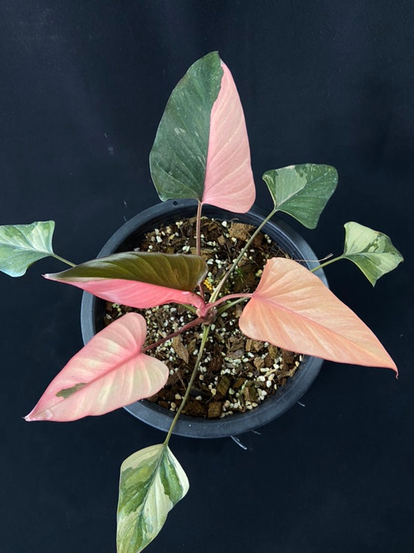 Homalomena rubescens Pink Diamond