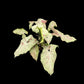 Syngonium Milk Confetti