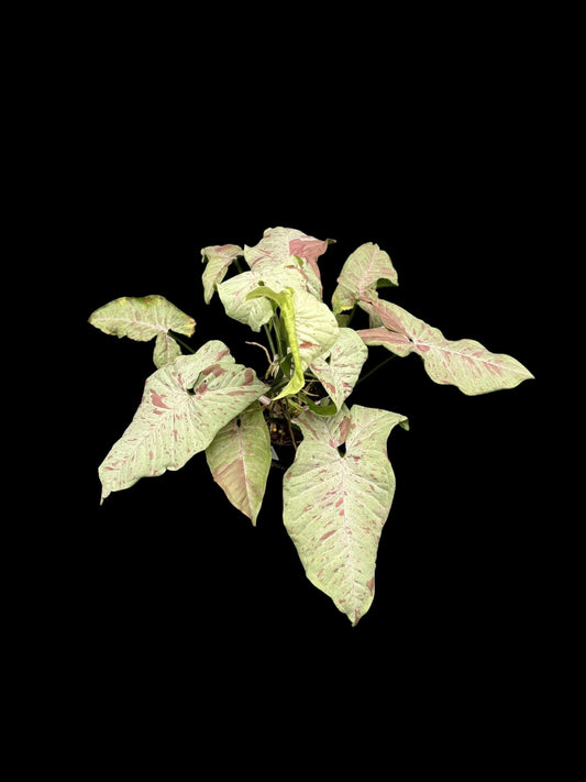 Syngonium Milk Confetti