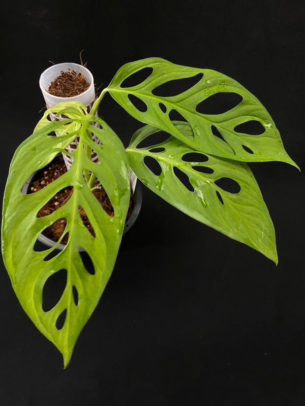 Monstera obliqua Peru Giant