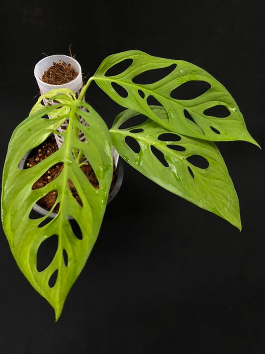 Monstera obliqua Peru Giant
