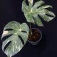 Monstera Thai Constellation