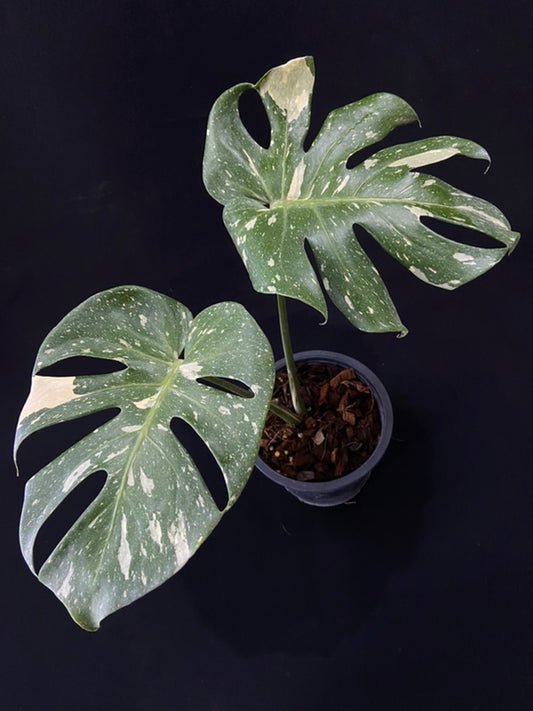 Monstera Thai Constellation