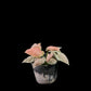 Syngonium Full Pink