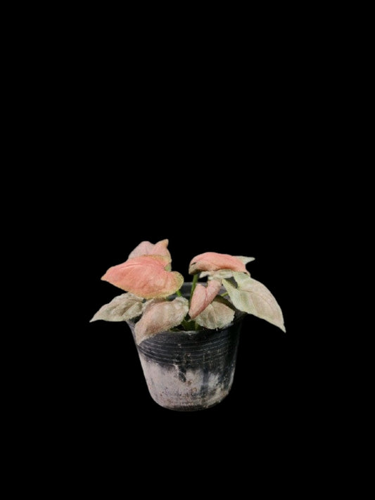 Syngonium Full Pink