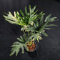 Philodendron williamsii hybrid variegated