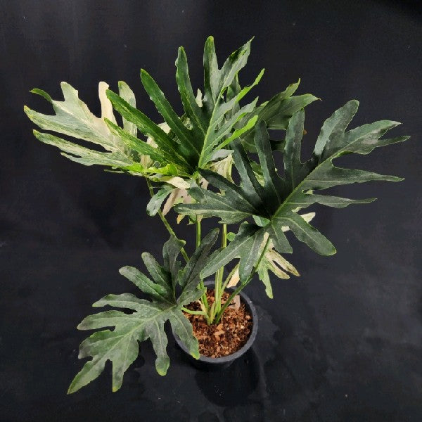 Philodendron williamsii hybrid variegated