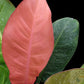 Philodendron Red Moon