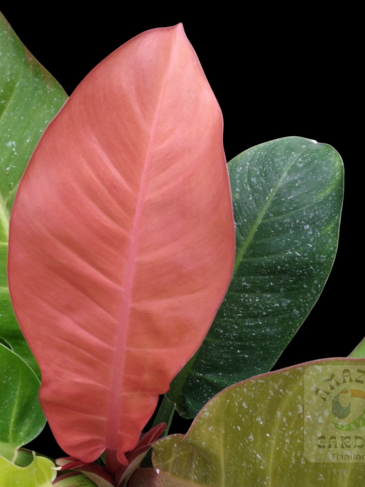 red moon philodendron price Philodendron Red Moon – Amazon Garden Thailand