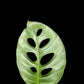 Monstera acuminata (L)