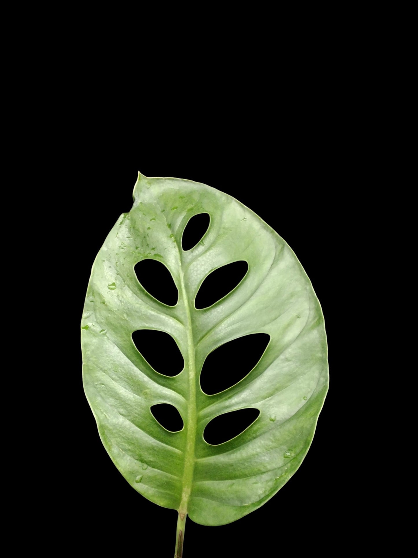 monstera cuminata Monstera acuminata (L)