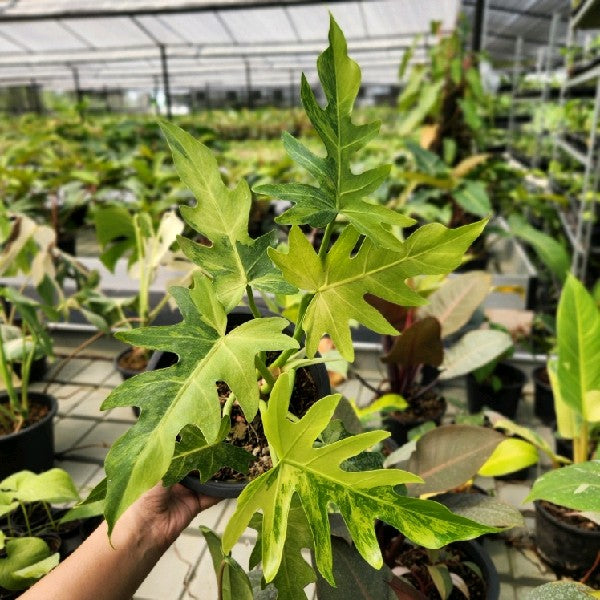Philodendron radiatum variegated