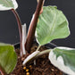 Philodendron White Knight Mutation