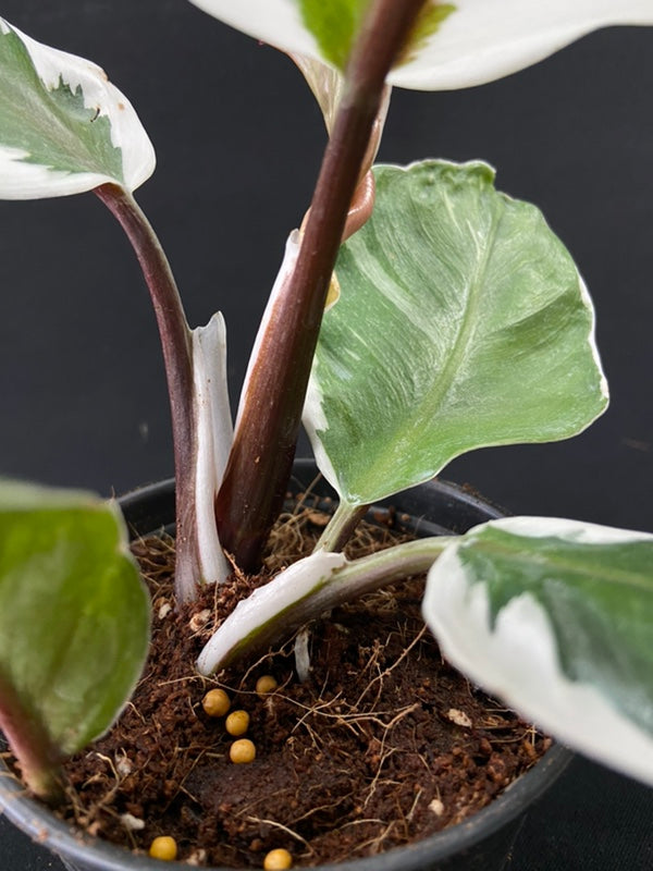 Philodendron White Knight Mutation