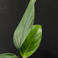 Monstera pinnatipartita Colombia