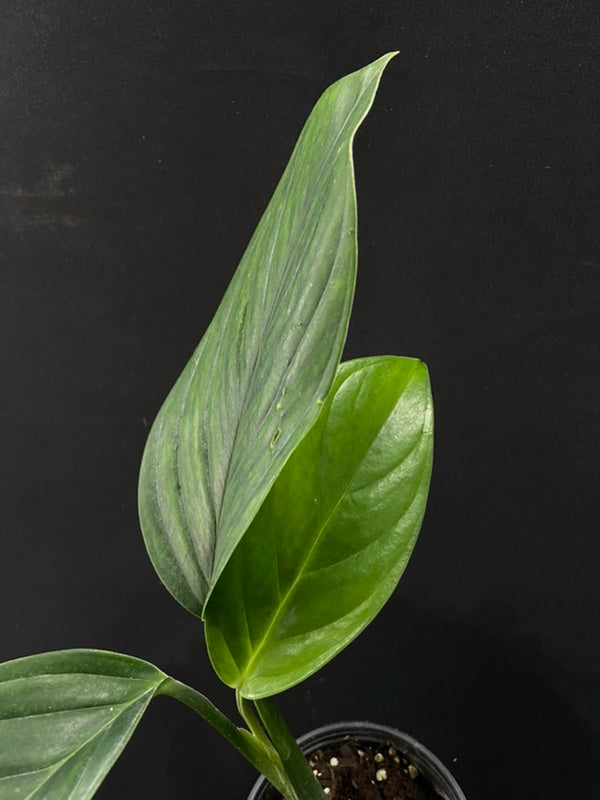 Monstera pinnatipartita Colombia