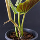 Philodendron subhastatum variegated