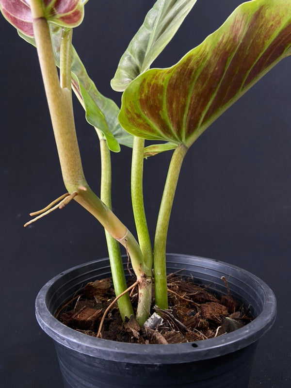 Philodendron subhastatum variegated