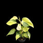 Philodendron hederaceum Cream Splash