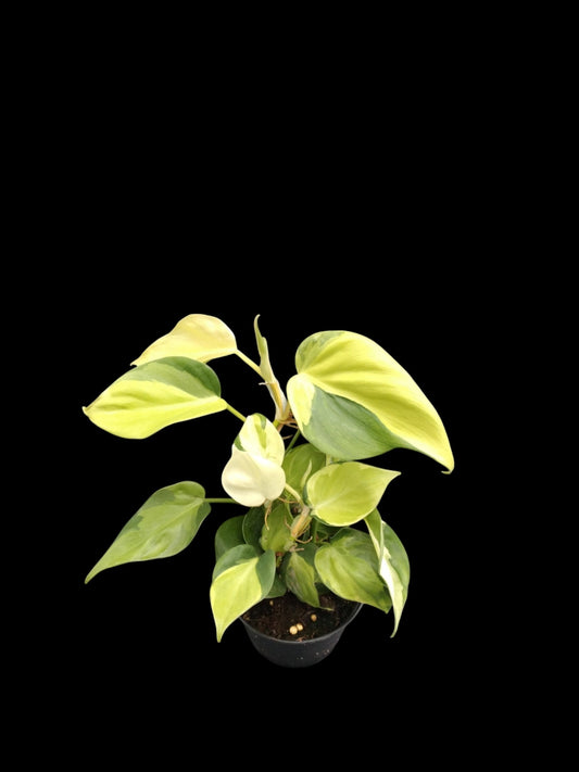 Philodendron hederaceum Cream Splash