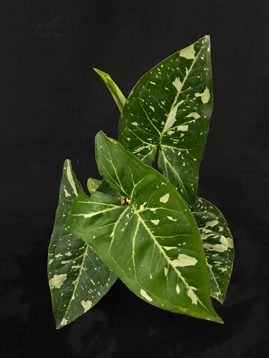Syngonium Panda