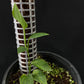 Monstera alfaroi