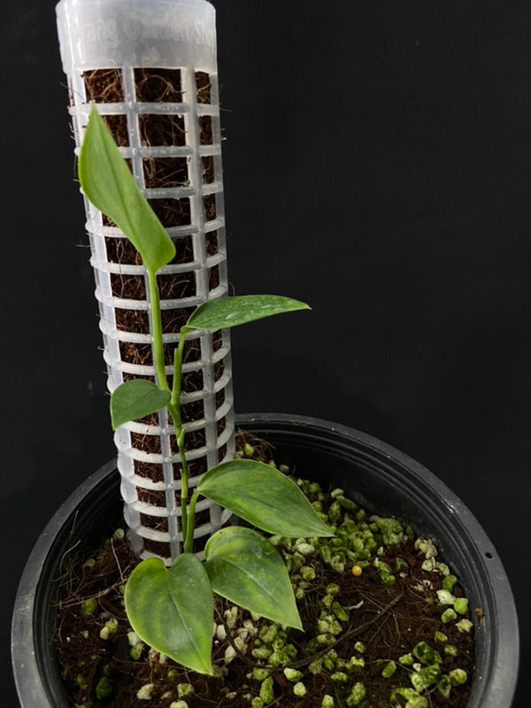 Monstera alfaroi