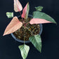 Homalomena rubescens Pink Diamond
